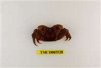 藏品(雙齒近相手蟹)的圖片